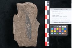Foto (Objekt + Etikett) von Andromeda protogaea Unger (NHMW-GEO-2024-0188-8020)